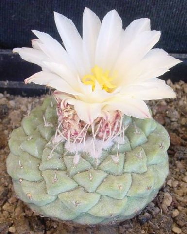 Strombocactus_disciformis